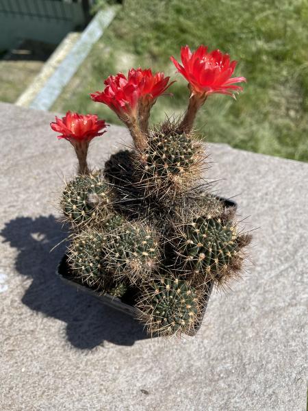 Lobivia hertrichiana